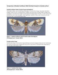 Comparison of Banded Sunflower Moth (Cochylis hospes) to Cochylis arthuri Banded Sunflower Moth (Cochylis hospes Walsingham): The banded sunflower moth, Cochylis hospes Walsingham, is a small (1/4 inch long), straw yello