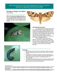 Rhode Island Department of Environmental Management/Division of Agriculture  Cooperative Agricultural Pest Survey (CAPS) European Grape Vine Moth Lobesia botrana
