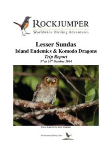 Lesser Sundas Island Endemics & Komodo Dragons Trip Report 3rd to 20th October[removed]Flores Scops Owl by David Hoddinott