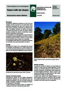 Fiches pratiques sur les champignons  Fausse truffe des steppes Institut fédéral de recherches WSL Zürcherstrasse 111