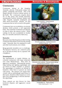 CRUSTACEANS  Barnacles & Stomatopods Crustaceans Crustaceans belong to the kingdom