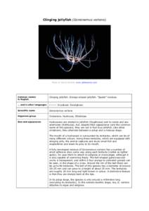 Venomous animals / Toxicology / Jellyfish / Planktology / Semaeostomeae / Cnidaria / Hydrozoa / Polyp / Scyphozoa / Zoology / Biology / Cnidarians