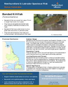 Newfoundland & Labrador Species at Risk Status: Vulnerable Banded Killifish (Fundulus diaphanus) 