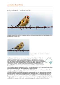 file:///C:/bushbirds-5.0/infc/carduelis_carduelis.html