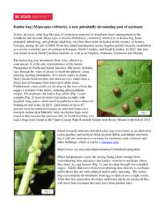 Kudzu bug (Megacopta cribraria), a new potentially devastating pest of soybeans A new, invasive, stink bug-like pest of soybean is expected to transform insect management in the Southeast and beyond. Megacopta cribraria 