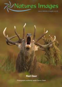 www.natures-images.co.uk  Red Deer Photographic workshop leader Danny Green  Venue and Time: