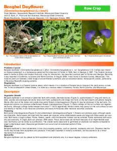 Commelina communis / Biota / Commelina caroliniana / C. communis / C. erecta / Botany / Commelinaceae / Flora / Commelina benghalensis