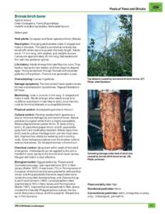 Pests of Trees and Shrubs  Bronze birch borer Agrilus anxius Order Coleoptera, Family Buprestidae; metallic woodboring beetles, flatheaded borers