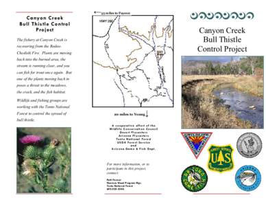 Canyon Cr eek Bull Thistle Control Project ←35 miles to Payson