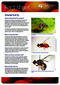 Oriental fruit fly What is Oriental fruit fly complex? Papaya fruit fly (Bactrocera papayae), Oriental fruit fly (Bactrocera dorsalis) and Carambola fruit fly (Bactrocera carambolae) are all part of the Oriental fruit fl