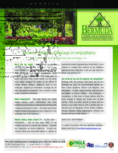 Impatiens / Downy mildew / Peronosporales / Botany / Mildew / Downey / Celosia