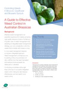 Controlling Weeds in Broccoli, Cauliflower and Brussels Sprouts A Guide to Effective Weed Control in