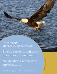 Its wingspan stretches up to 7 feet. Streng  Needs plenty of water to