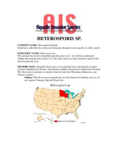 HETEROSPORIS SP. COMMON NAME: Heterosporis Parasite Some have called this the yellow perch parasite though it is not specific to yellow perch. SCIENTIFIC NAME: Heterosporis sp. This parasite has not been identified past 