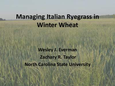 Managing Italian Ryegrass in Winter Wheat Wesley J. Everman Zachary R. Taylor North Carolina State University