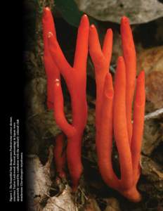 Figure 1. The beautiful but dangerous Podostroma cornu-damae, courtesy Taylor Lockwood. Recent poisonings in Japan were apparntely caused by confusion with the similarly colored club mushroom Clavulinopsis miyabeana.  S