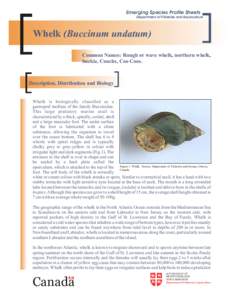 Emerging Species Profile Sheets Department of Fisheries and Aquaculture Whelk (Buccinum undatum) Common Names: Rough or wave whelk, northern whelk, buckie, Conchs, Coo Coos.