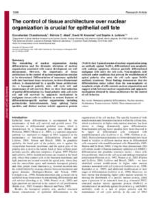 1596  Research Article The control of tissue architecture over nuclear organization is crucial for epithelial cell fate