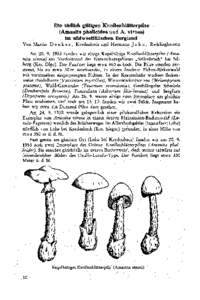 Die tödlich giftigen Knollenblätterpilz e (Amanita phalloides und A. eirosa ) tub südwestfälischen Berglan d Von Martin D e n k. e r, Kredenbach und Hermann J a h n, Recklinghausen Amfanden wir einige,K