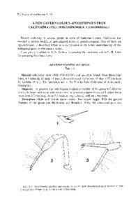 The Journal of Arachnology 8 : 9 3  A NEW CAVERNICOLOUS APOCHTHONIUS FROM