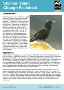 Skomer Island Chough Factsheet Characteristics