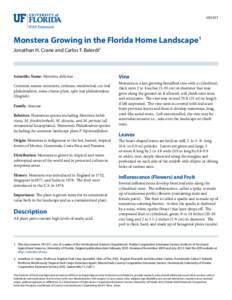 HS1071  Monstera Growing in the Florida Home Landscape1 Jonathan H. Crane and Carlos F. Balerdi2  Scientific Name: Monstera deliciosa
