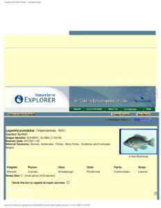 Redbreast sunfish / Lepomis / Lepomis punctatus / Schinia