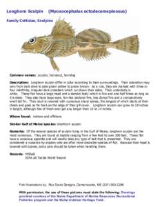 Longhorn Sculpin  (Myoxocephalus octodecemspinosus)  Family Cottidae, Sculpins  Common names:  sculpin, hornpout, horndog  Description:  Longhorn sculpin differ in color according to their surroundin