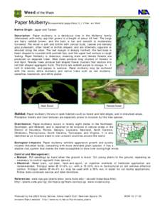 Biogeography / Flora of China / Morus alba / Morus / Paper Mulberry / Mulberry / Populus alba / Moraceae / Flora / Invasive plant species / Flora of Pakistan
