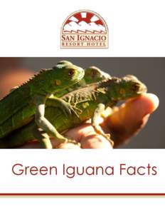 Green Iguana Facts  About the Green Iguana Common Name: Guana, Bamboo Chicken, Garobo (Kriol), Iguana (Spanish) English Name: Green Iguana, Guana