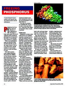 JAFFOR ULLAH (D550-4)  FREEING PHOSPHORUS A newly designed enzyme unlocks a key nutrient, aiding animal nutrition and the