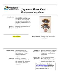 Japanese Shore Crab Hemigrapsus sanguineus Identification Boxy carapace with three marginal teeth toward the front