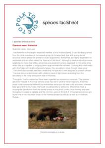 species factsheet  | species introduction| Common name: Wolverine Scientific name: Gulo gulo The wolverine is the largest terrestrial member of the mustelid family. It can be distinguished