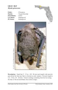 GRAY BAT Myotis grisescens Chiroptera Vespertilionidae G3/S1 Endangered