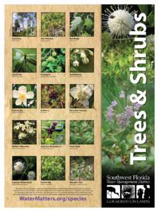 species_trees&shrubs_poster.ai