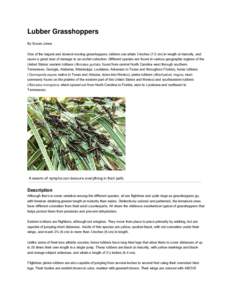 Zoology / Romalea guttata / Taeniopoda eques / Insect / Grasshoppers / Phyla / Protostome