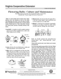 publication[removed]Flowering Bulbs: Culture and Maintenance Diane Relf, Extension Specialist, Environmental Horticulture, Virginia Tech Elizabeth Ball , Program Support Technician, Virginia Tech