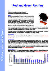 Red and Green Urchins Species Red Urchin (Strongylocentrotus fransiscanus) Green Urchin (Strongylocentrotus droebachiensis)  BC Fishery Information Sheet
