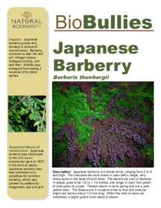 BioBullies Impacts: Japanese barberry grows very densely in almost all natural areas. Barberry is known to alter the soil