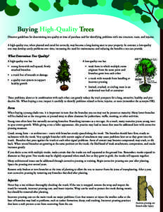 Buying High-Quality Trees Discover guidelines for determining tree quality at time of purchase and for identifying problems with tree structure, roots, and injuries. A high-quality tree, when planted and cared for correc