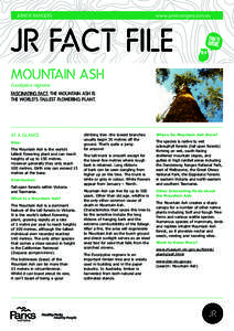 Junior RangerS  www.juniorrangers.com.au JR FACT FILE Mountain Ash