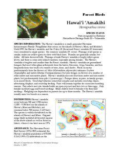 Forest Birds  Hawai‘i ‘Amakihi