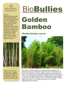 BioBullies Impacts: Golden bamboo spreads quickly throughout an area, making it difficult for any other vegetation to