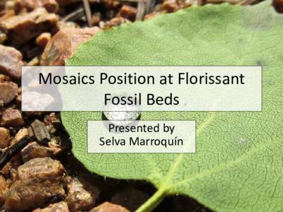 Mosaics Position at Florissant Fossil Beds Presented by Selva Marroquín  Florissant Background