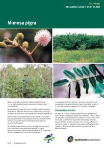 Fact sheet DECLARED CLAss 1 pEst pLAnt Mimosa pigra  Mimosa pigra forms dense, impenetrable thickets,