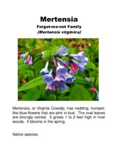 Mertensia Forget-me-not Family (Mertensia virginica)  Mertensia, or Virginia Cowslip, has nodding, trumpetlike blue flowers that are pink in bud. The oval leaves