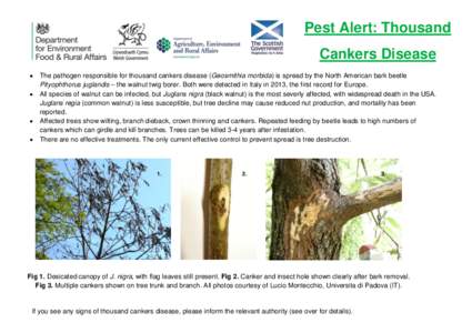 Pest Alert: Thousand Cankers Disease    