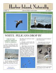 Pelecanus / Pelicans / Ornithology