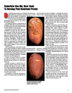 Scientists Use Old, New Tools To Develop Pest-Resistant Potato espite their microscopic size, Columbia root-knot nematodes (CRN) have potential to inflict huge losses—about $40 million annually—by tunneling PEGGY GRE