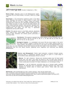 Sorghum / Land management / Weed / Convolvulus arvensis / Invasive plant species / Agriculture / Johnson grass